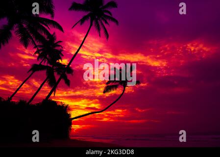 Kokospalmen-Silhouetten hängen über dem Wasser am tropischen Strand des Ozeans bei einem farbenfrohen Sonnenuntergang Stockfoto