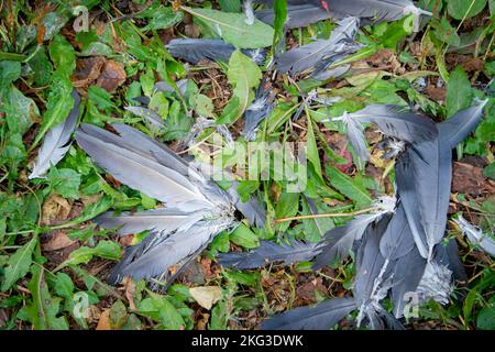 Vogelfedern auf Gras. Reste von Vögeln nach dem Angriff. Zerzauste Federn... Stockfoto