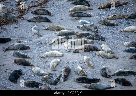 Robben am Strand. Stockfoto