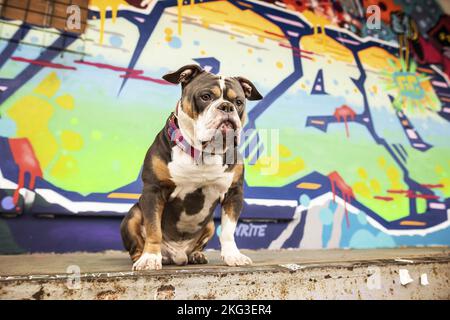 Olde Englische Bulldogge vor Kratzwerk Stockfoto