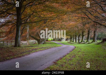 Herbstliche Kupferbuchen mit ihren wunderschönen Herbstfarben entlang einer Strecke im South Downs National Park Stockfoto