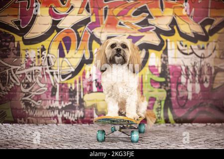 Shih Tzu für Erwachsene Stockfoto