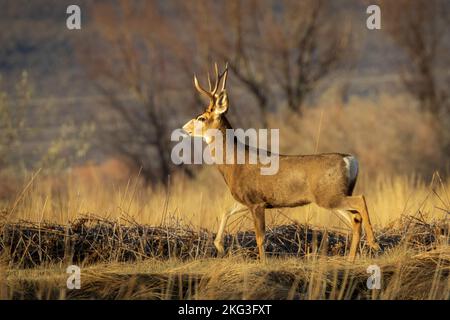Mule Deer (Odocoileus hemionus), gefilmt in Lassen County, Kalifornien, USA (Honey Lake Wildlife Area - Fleming Unit) Stockfoto