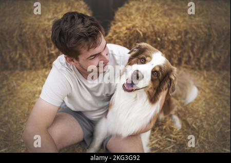 Männliche Australian Shepherd Stockfoto