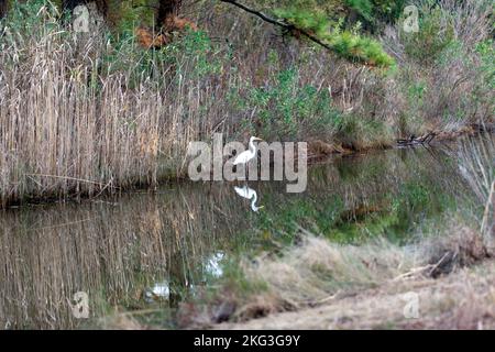 Das Chincoteague National Wildlife Refuge in Dusk, Virginia, USA, bietet einen schönen Blick auf den Great Egret Stockfoto