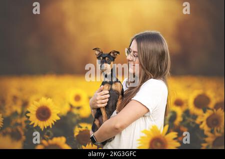 Männlicher Miniatur-Pinscher Stockfoto