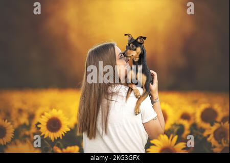 Männlicher Miniatur-Pinscher Stockfoto