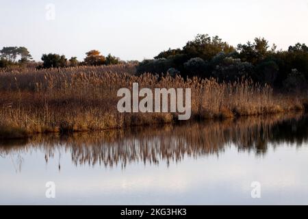 Das Chincoteague National Wildlife Refuge at Dusk, Virginia, USA, bietet einen Blick auf einen Abschnitt des Loop Wildlife Drive Stockfoto