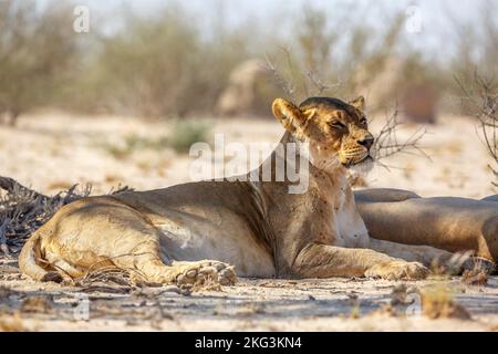 Afrikanische Löwin, die sich auf dem Trockenen im Kgalagadi-Grenzpark, Südafrika, ruht; Specie panthera leo Familie der felidae Stockfoto