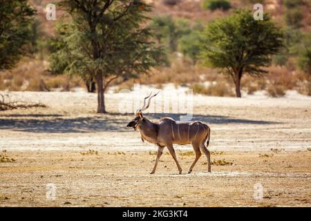 Der männliche Großkudu auf dem Trockenen im Kgalagadi-Grenzpark, Südafrika; Specie Tragelaphus strepsiceros-Familie der Bovidae Stockfoto