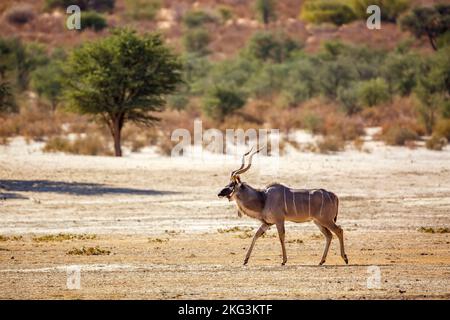 Der männliche Großkudu auf dem Trockenen im Kgalagadi-Grenzpark, Südafrika; Specie Tragelaphus strepsiceros-Familie der Bovidae Stockfoto