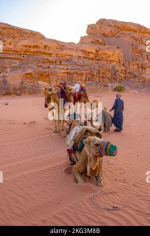 Kamele erwarten Reiter für eine abendliche Wanderung im Wadi Rum Jordan Stockfoto