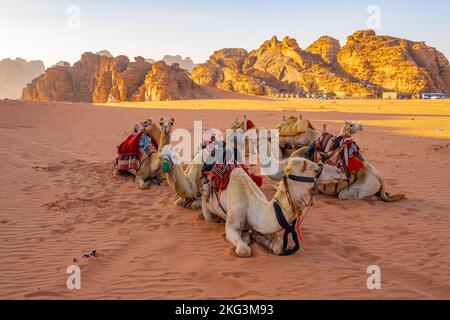 Kamele erwarten Reiter für eine abendliche Wanderung im Wadi Rum Jordan Stockfoto