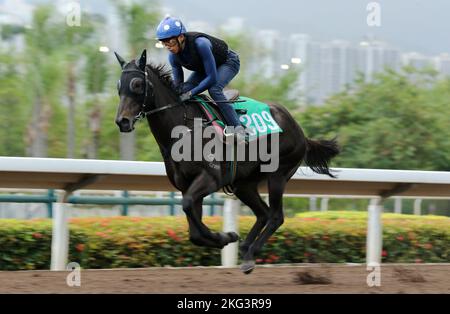 STEIGT AUS DER ASCHE, die Vincent Ho Chak-yiu auf der Allwetterstrecke bei Sha Tin galoppiert. 14NOV22 SCMP/Kenneth Chan. Stockfoto