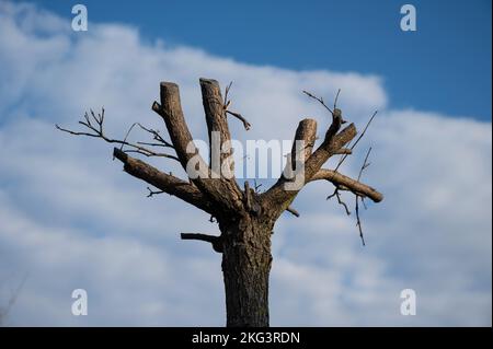 Bäume mit geschnittenen Ästen gegen einen bewölkten Himmel. Stockfoto