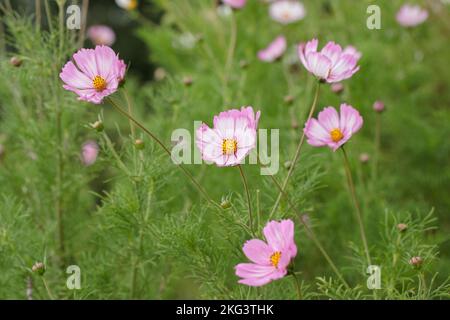 Garten-Kosmos-Blumen (Cosmea bipinnatus). Stockfoto