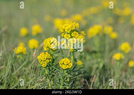 Blütenstand der Zypressenspurge (Eforbia cyparissia). Stockfoto