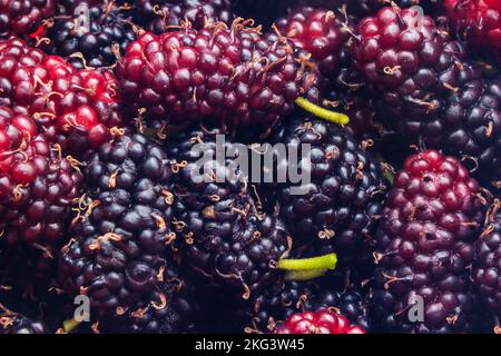 Goiânia, Goias, Brasilien – 21. November 2022: Frisch gepflückte und verzehrfertige Wildfrüchte. Maulbeere - Frucht des Maulbeerbaums. Stockfoto