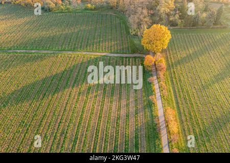 Blick aus der Vogelperspektive auf den Proschwitz-Weinberg nördlich von Meissen, Sonnenuntergang im Herbst, Deutschland Stockfoto