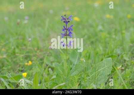 Wiesenklary (Salvia pratensis) auf einer natürlichen Wiese. Stockfoto