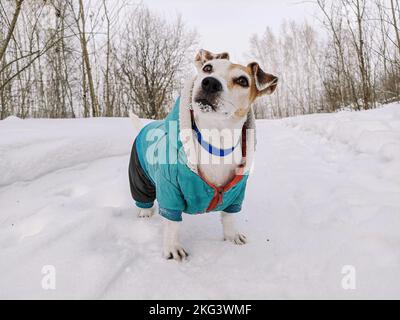 Gekleideter Hund Jack Russell auf einem Spaziergang im Winter im Schnee, steht nach oben Lifestyle, kopieren Raum Stockfoto