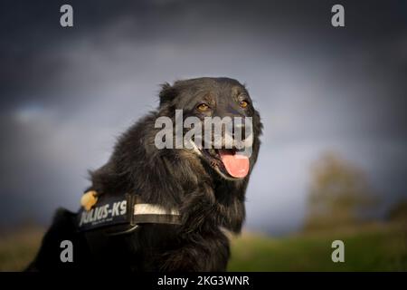 Nahaufnahme eines isolierten Collie-Hundes, der draußen auf dem Land Großbritanniens sitzt und für sein Porträt posiert! Stockfoto