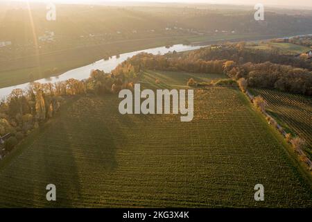 Luftaufnahme über Proschwitz Weinberg und Elbe nördlich von Meissen, Sonnenuntergang im Herbst, Deutschland Stockfoto