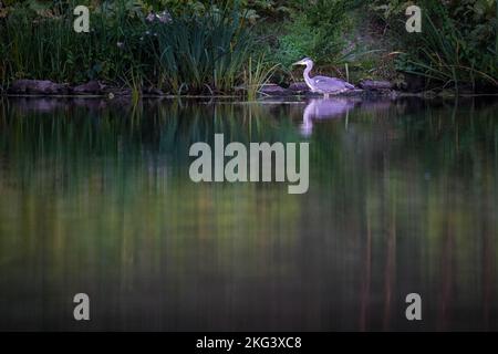 Eine Nahaufnahme eines Graureiher (Ardea cinerea) auf dem Wasser mit grünen Reflexen auf seiner Oberfläche Stockfoto