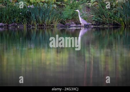 Eine Nahaufnahme eines Graureiher (Ardea cinerea) auf dem Wasser mit grünen Reflexen auf seiner Oberfläche Stockfoto