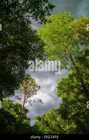 Die Sonne scheint aus dem Westen und schlägt auf Bäume, während die Regenwolken aus dem Westen hereinziehen. Stockfoto