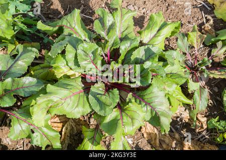 Ein Feld mit Rote Beete im September, Weserbergland; Deutschland Stockfoto