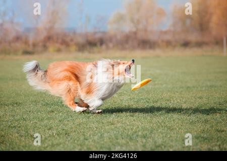 Hund fängt fliegende Scheiben im Sprung, Tier spielt draußen in einem Park. Sportveranstaltung, Leistung im Sport Stockfoto