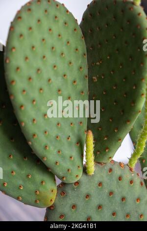 Detailangaben zum Anbau von opuntia-Kaktus-Topfpflanzen. Sukkulente Pflanze i Stockfoto