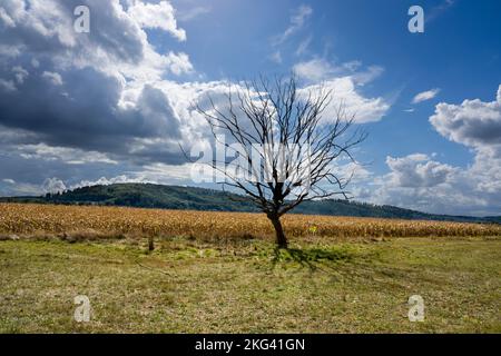 Landschaft mit einem toten Baum im September, Weserbergland; Deutschland Stockfoto