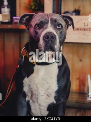 Wunderschönes Exemplar eines grauen Pitbull Stockfoto