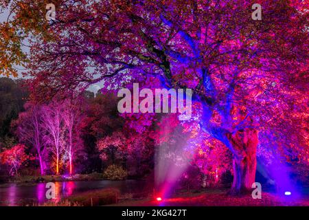 RHS Rosemoor Glow Illuminations. Die herrlichen Bäume, Sträucher, Wasserfiguren und Skulpturen von Rosemoor, die von einem spektakulären, sich verändernden Licht erleuchtet werden Stockfoto