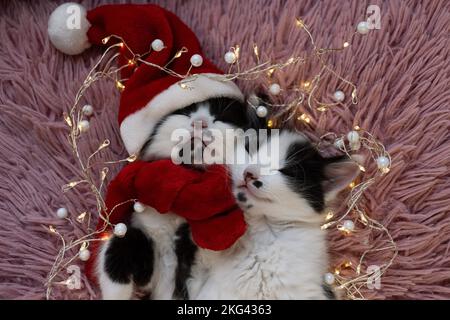 Zwei Maulkörbe schwarzer, weißer, süßer Kätzchen, die in Umarmung schlafen. Ein Kätzchen mit Weihnachtsmannmütze und rotem Schal mit Girlande. Ich bereite mich auf Christus vor Stockfoto