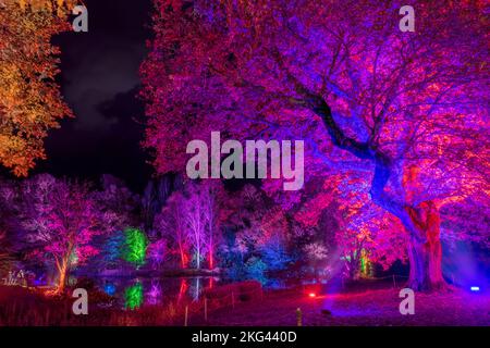 RHS Rosemoor Glow Illuminations. Die herrlichen Bäume, Sträucher, Wasserfiguren und Skulpturen von Rosemoor, die von einem spektakulären, sich verändernden Licht erleuchtet werden Stockfoto