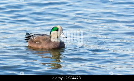 Zucht männlicher amerikanischer Wigeon-Ente (Mareca Americana) in Lake Ontario Stockfoto