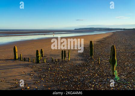 Rye East sussex Groynes - Überreste von hölzernen Groynen am Rye Beach Rye Harbour Nature Reserve Rye Harbour Rye Sussex England GB Europa Stockfoto