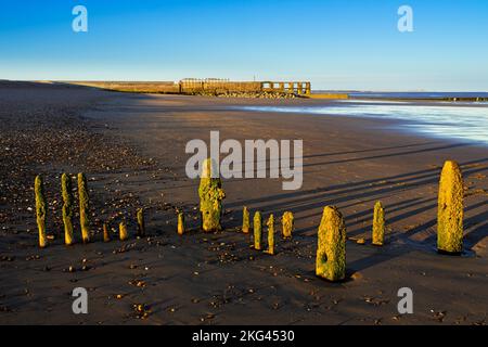 Rye East sussex Groynes - Überreste von hölzernen Groynen am Rye Beach Rye Harbour Nature Reserve Rye Harbour Rye Sussex England GB Europa Stockfoto