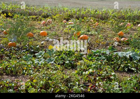 Ein Feld mit Red kuri Squash im September, Weserbergland; Deutschland Stockfoto