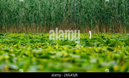 Ein weißer stummer Schwan in der Wildnis des donaudeltas in rumänien Stockfoto