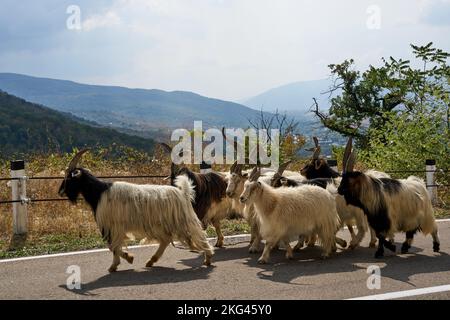 Ziegenherde, Vorhut einer großen Schafherde, herbstlicher Abtrieb der Schafherden und Ziegen, Straße Nr 27 bei Bodavi, Kaukasus, Georgien Stockfoto