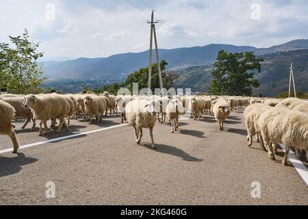 Herbstlicher Abtrieb einer Schafherde, Straße Nr 27 bei Bodavi, Kaukasus, Region Mzcheta-Mtianeti, Georgien Stockfoto