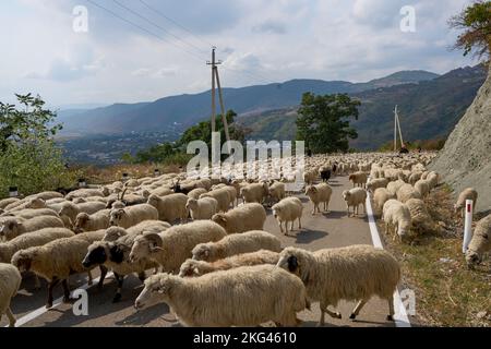 Herbstlicher Abtrieb einer Schafherde, Straße Nr 27 bei Bodavi, Kaukasus, Region Mzcheta-Mtianeti, Georgien Stockfoto