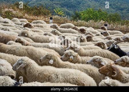 Herbstlicher Abtrieb einer Schafherde, Straße Nr 27 bei Bodavi, Kaukasus, Region Mzcheta-Mtianeti, Georgien Stockfoto