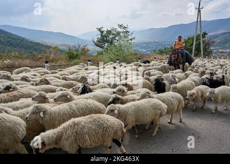 Herbstlicher Abtrieb einer Schafherde, Straße Nr 27 bei Bodavi, Kaukasus, Region Mzcheta-Mtianeti, Georgien Stockfoto