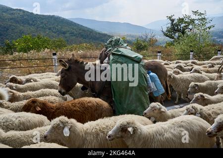 Herbstlicher Abtrieb einer Schafherde, Packesel, Straße Nr 27 bei Bodavi, Kaukasus, Region Mzcheta-Mtianeti, Georgien Stockfoto