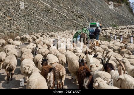 Herbstlicher Abtrieb einer Schafherde, Straße Nr 27 bei Bodavi, Kaukasus, Region Mzcheta-Mtianeti, Georgien Stockfoto